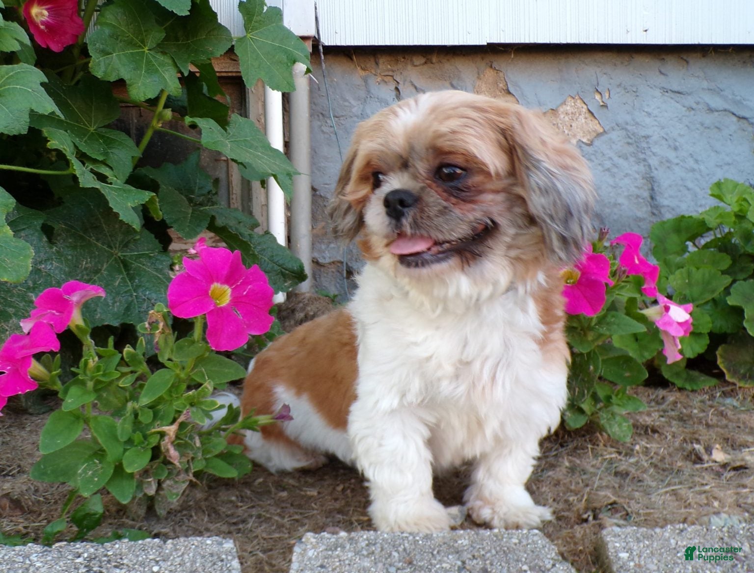 Shih Tzu dogs KARTER - Ad 2