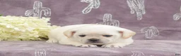 Puggle dogs for sale: Roxy - Ad 4