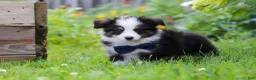 Toy Australian Shepherd dogs for sale: Dylan - Ad 5