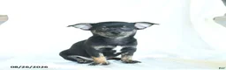 Chihuahua dogs for sale: Jace - Ad 4