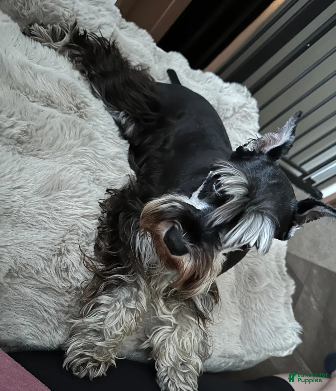 Miniature Schnauzer dogs for sale: Journey - Ad 2