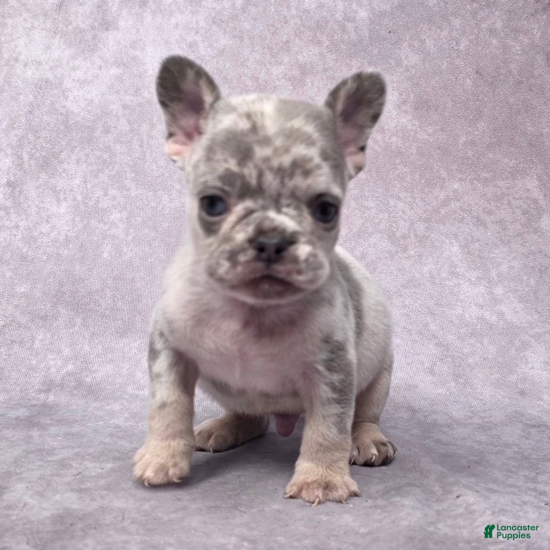 French Bulldog dogs for sale: Milo - Ad 6