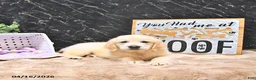 Golden Retriever dogs for sale: Moe  - Ad 4