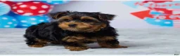 Yorkshire Terrier dogs for sale: Neo - Ad 5