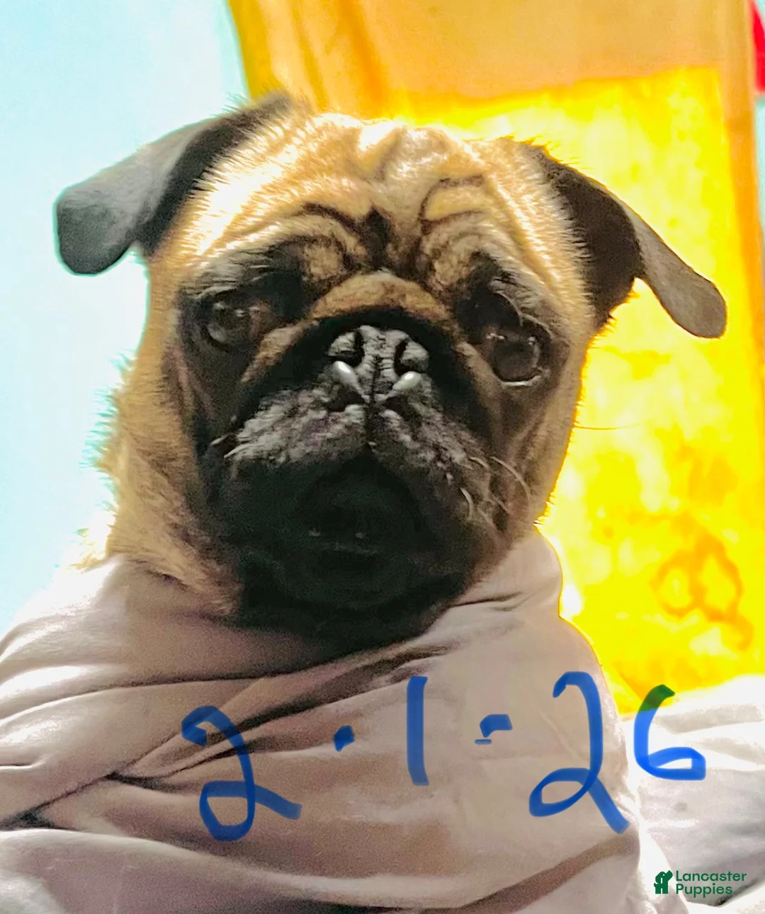 Pug dogs for sale: Pug Puppy 2 - Ad 2