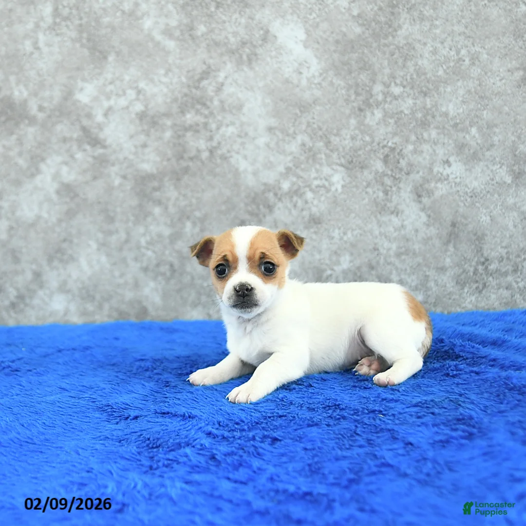 Mixed Breed dogs for sale: Aspen - Ad 3