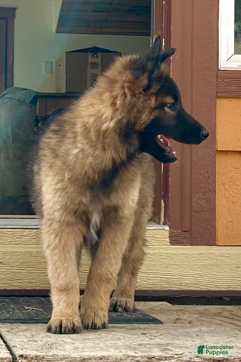 Belgian Tervuren Puppies for sale in Denver, Colorado Lancaster