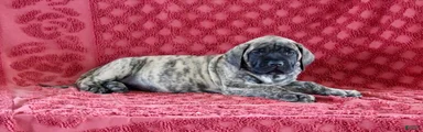 Lily
