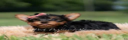Yorkshire Terrier dogs for sale: Maple - Ad 6