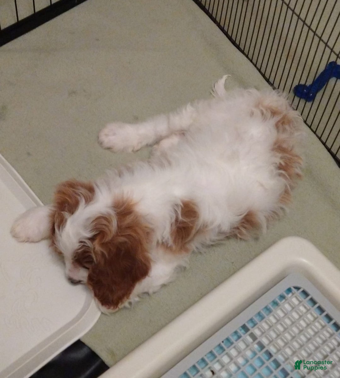 Cavapoo dogs for sale: Bentley - Ad 5