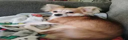 Chihuahua dogs for sale: Chihuahua 1 - Ad 5