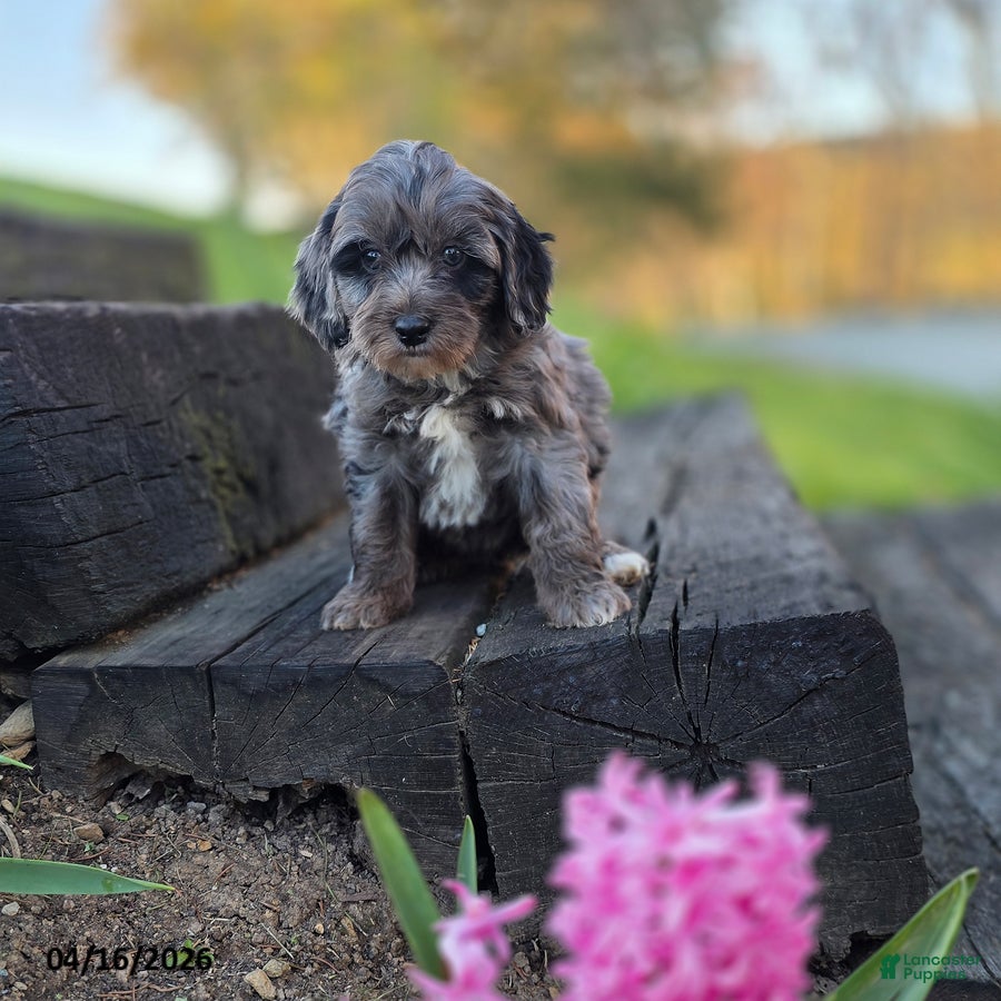 Mini Bernedoodle dogs Snickers - Ad 8