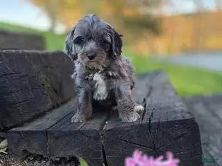 Mini Bernedoodle dogs Snickers - Ad 40