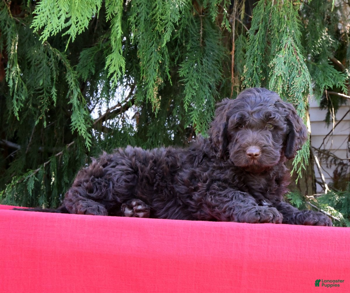 Newfypoo dogs Ford - Ad 1