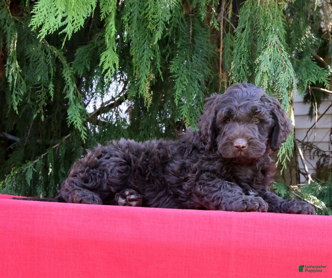 Newfypoo dogs for sale: Ford - Ad 1