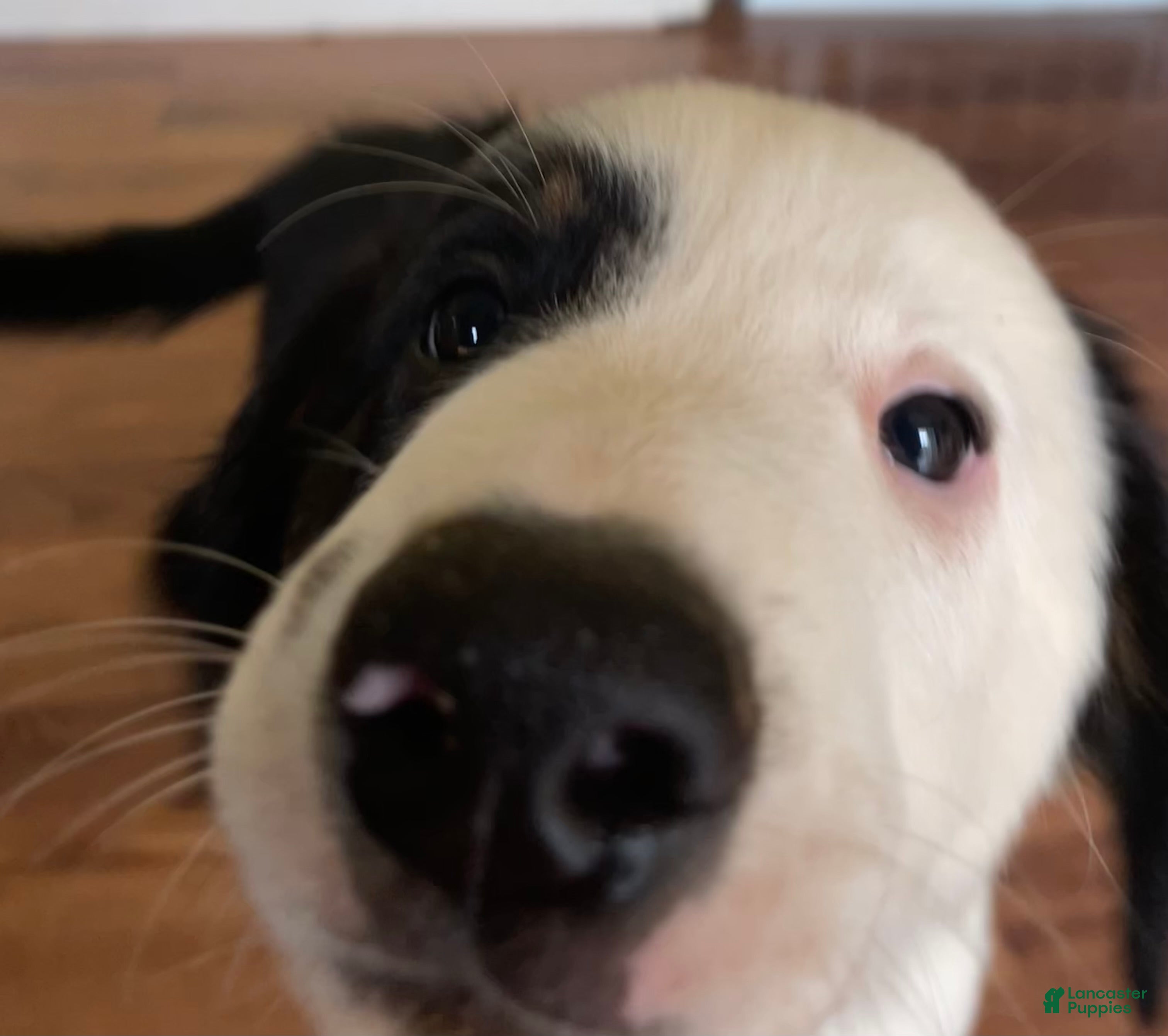 Mixed Breed dogs for sale: Louie - Ad 2