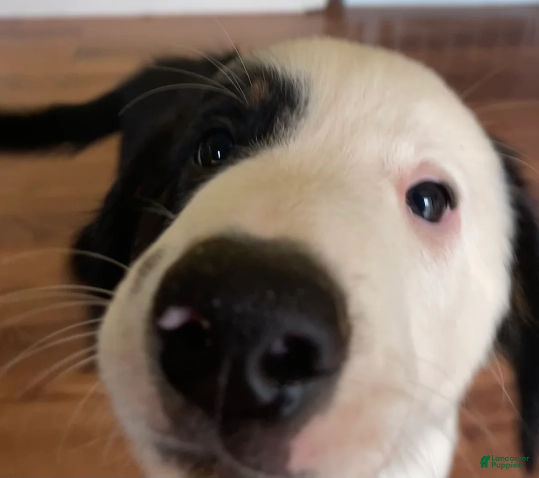 Mixed Breed dogs for sale: Louie - Ad 1