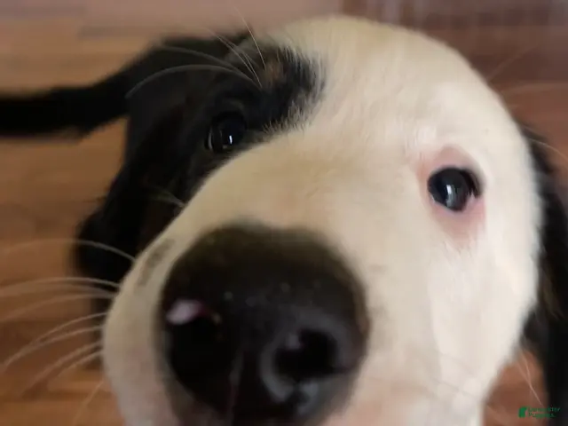 Mixed Breed dogs Louie - Ad 1