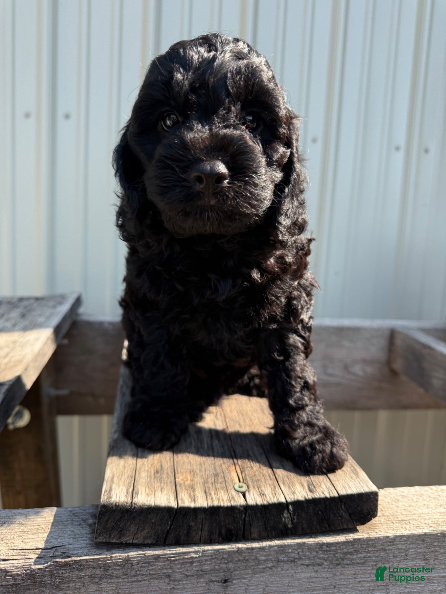 Cavapoo dogs for sale: Timmie - Ad 2