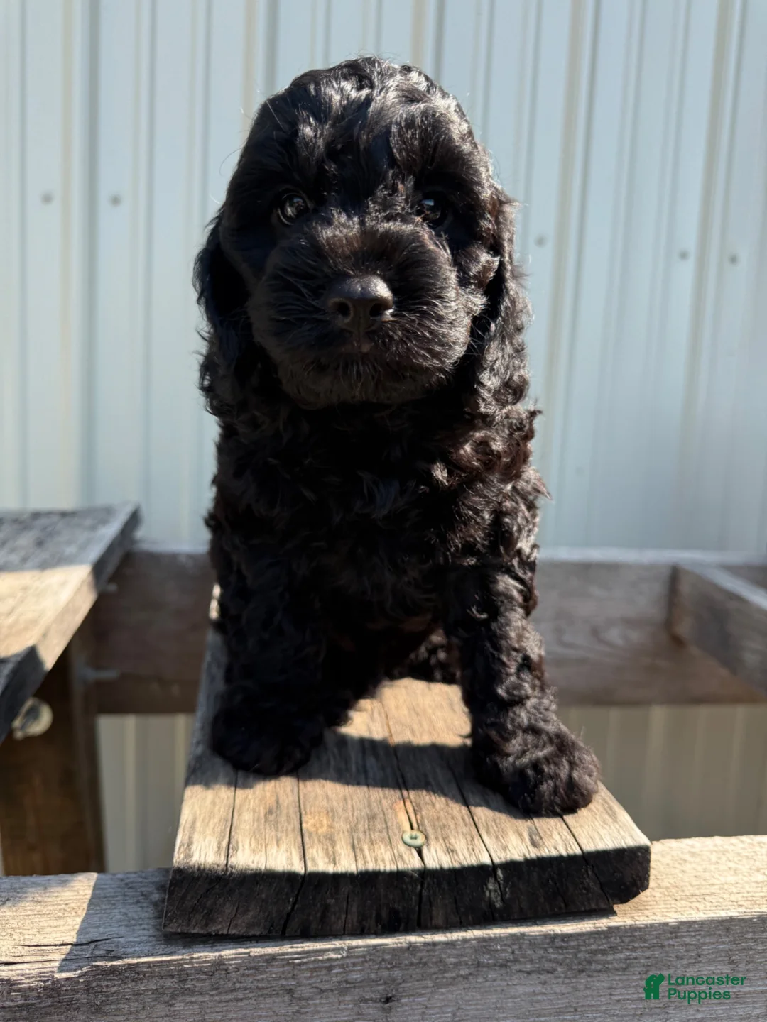 Cavapoo dogs for sale: Timmie - Ad 1