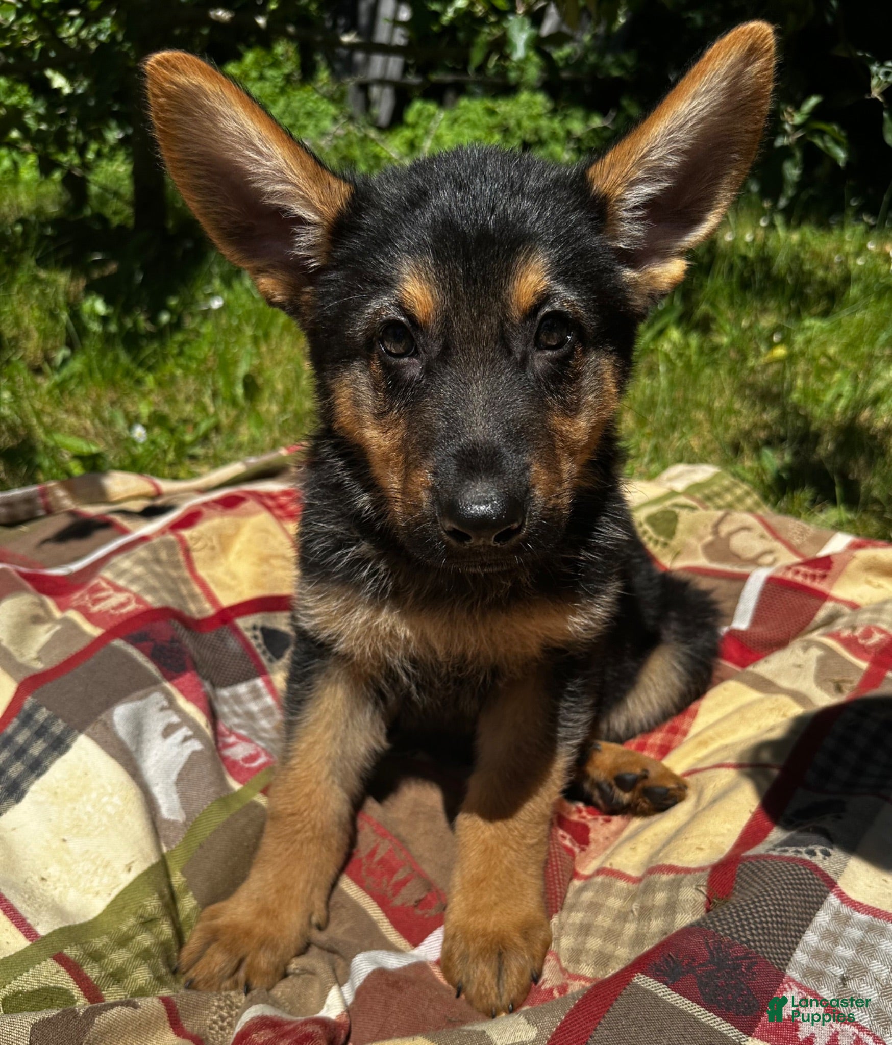 German Shepherd dogs Benjamin - Ad 4