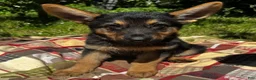 German Shepherd dogs for sale: Benjamin - Ad 1