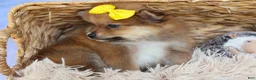 Pomeranian dogs for sale: Farris  - Ad 7