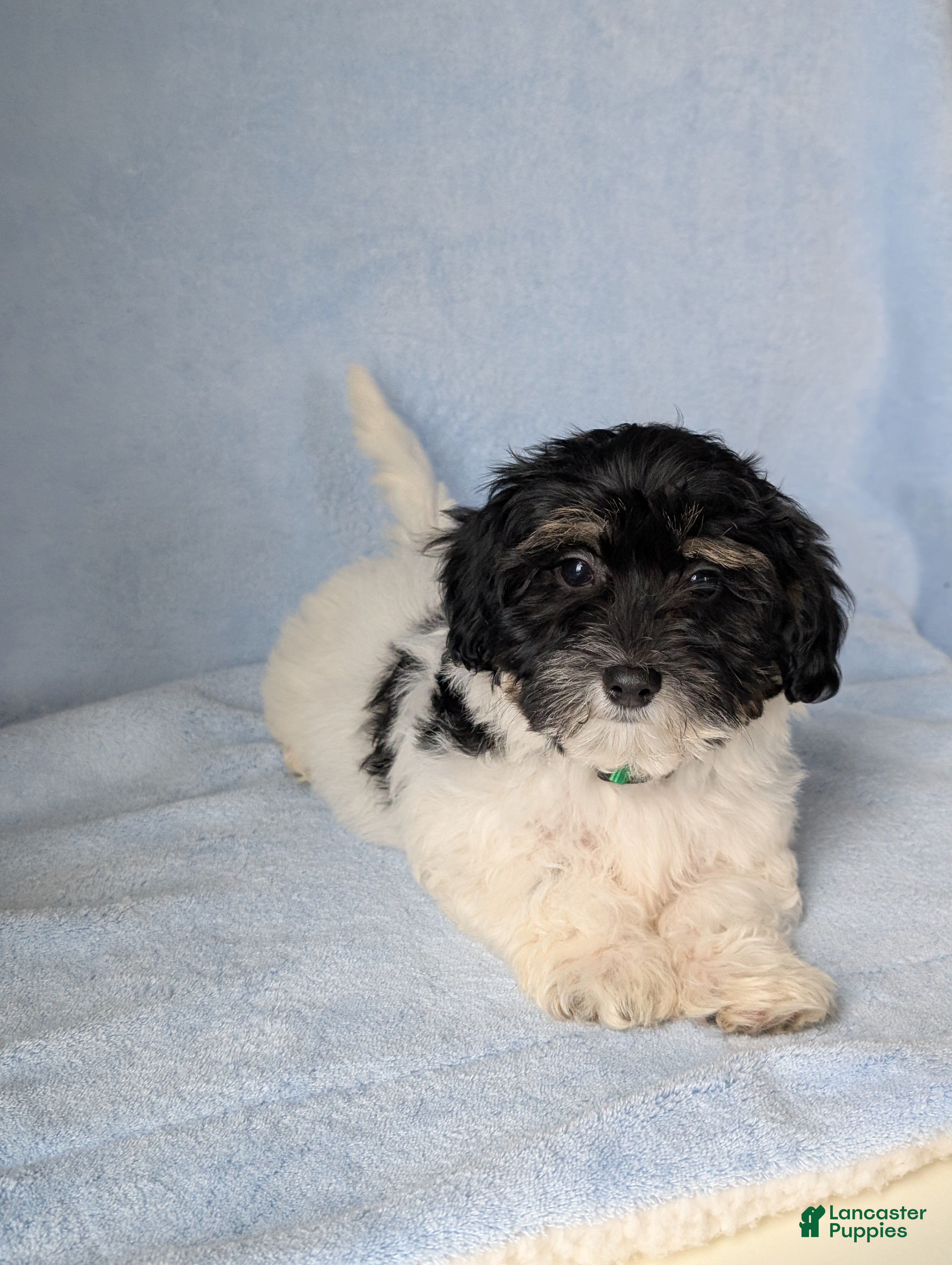 Havapoo dogs Oscar  - Ad 41