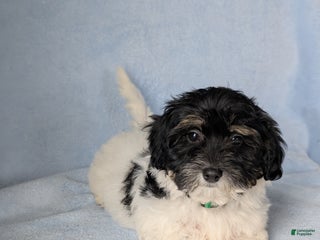 Havapoo dogs Oscar - Ad 38