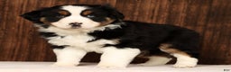 Miniature Australian Shepherd dogs for sale: Rio - Ad 5
