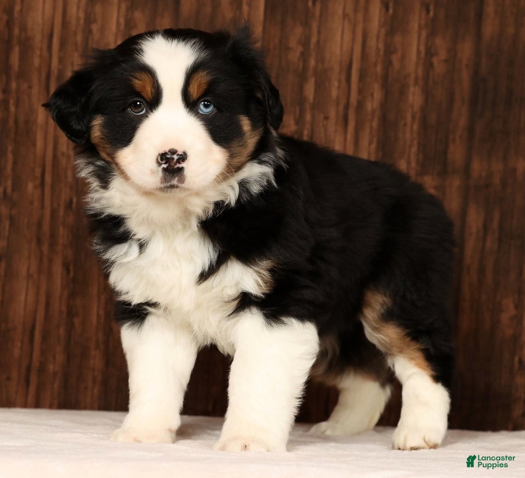 Miniature Australian Shepherd dogs for sale: Rio - Ad 5