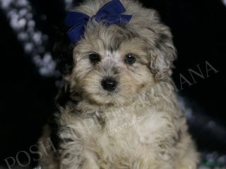 Maltipoo dogs - Ad 10