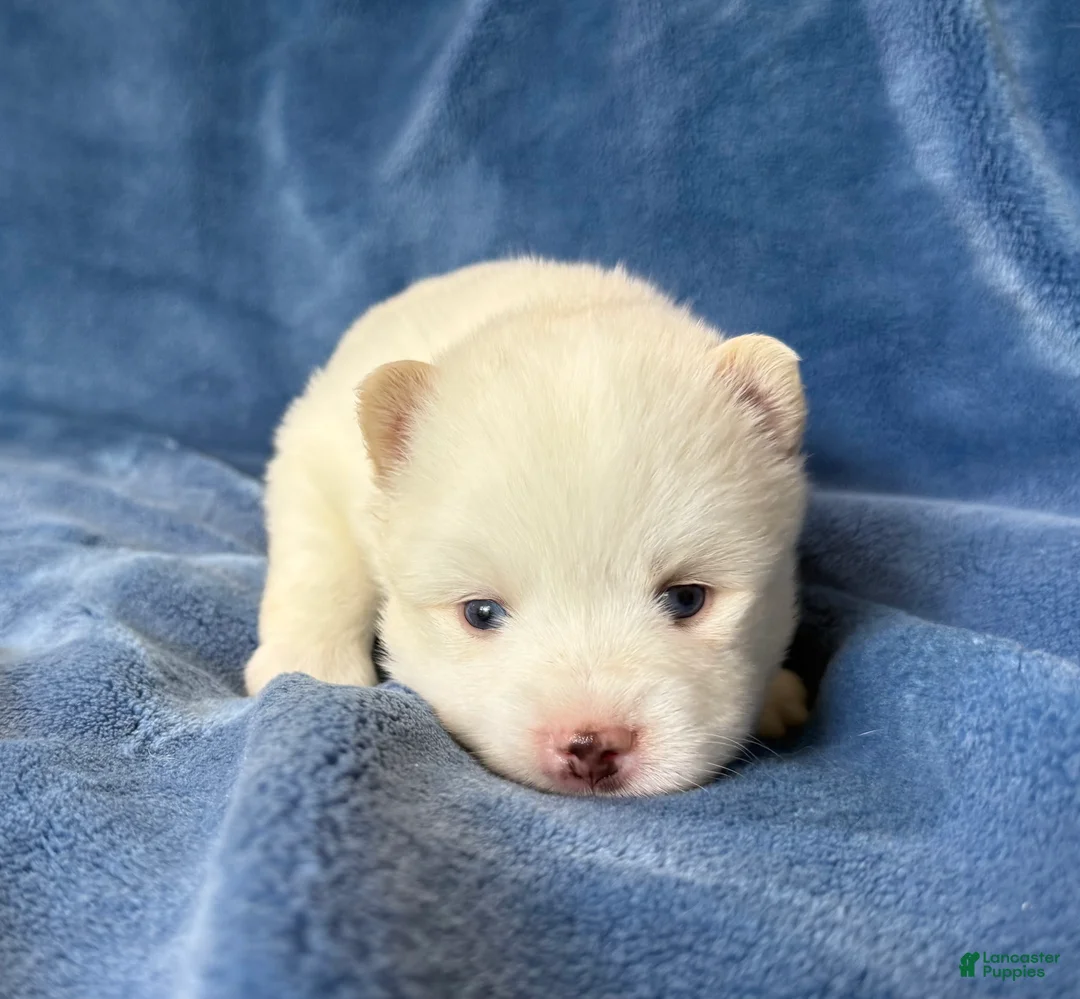 Pomsky dogs for sale: Othello - Ad 1