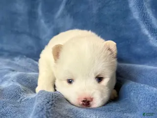 Pomsky dogs for sale: Othello - Ad 3