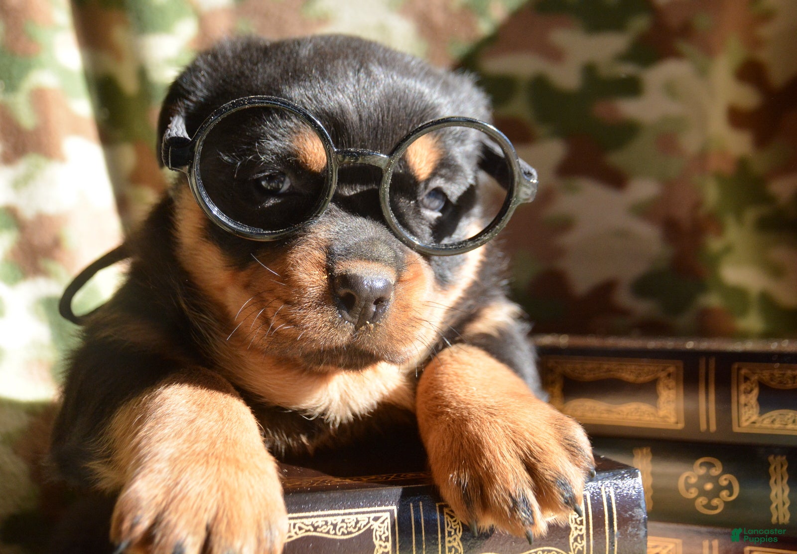 Rottweiler dogs Rottweiler Puppy 4 Remy - Ad 21