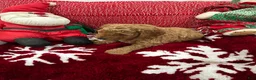 Mini Goldendoodle dogs for sale: Mini Goldendoodle Jim Dandy - Ad 4