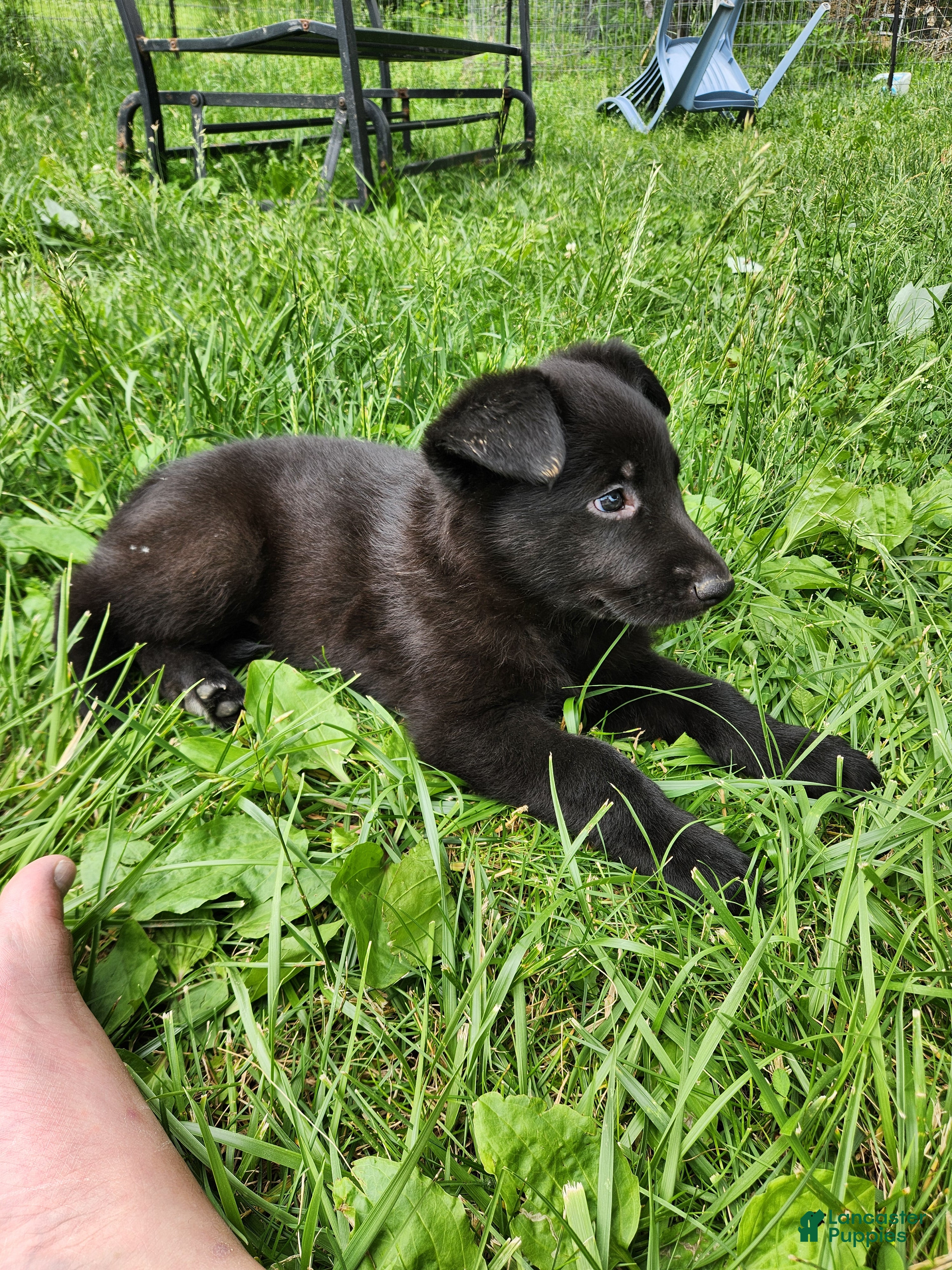 German Shepherd dogs German Shepherd Puppy 3 - Ad 2