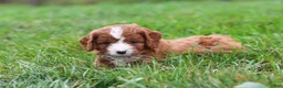 Cavapoo dogs for sale: Wilma - Ad 9