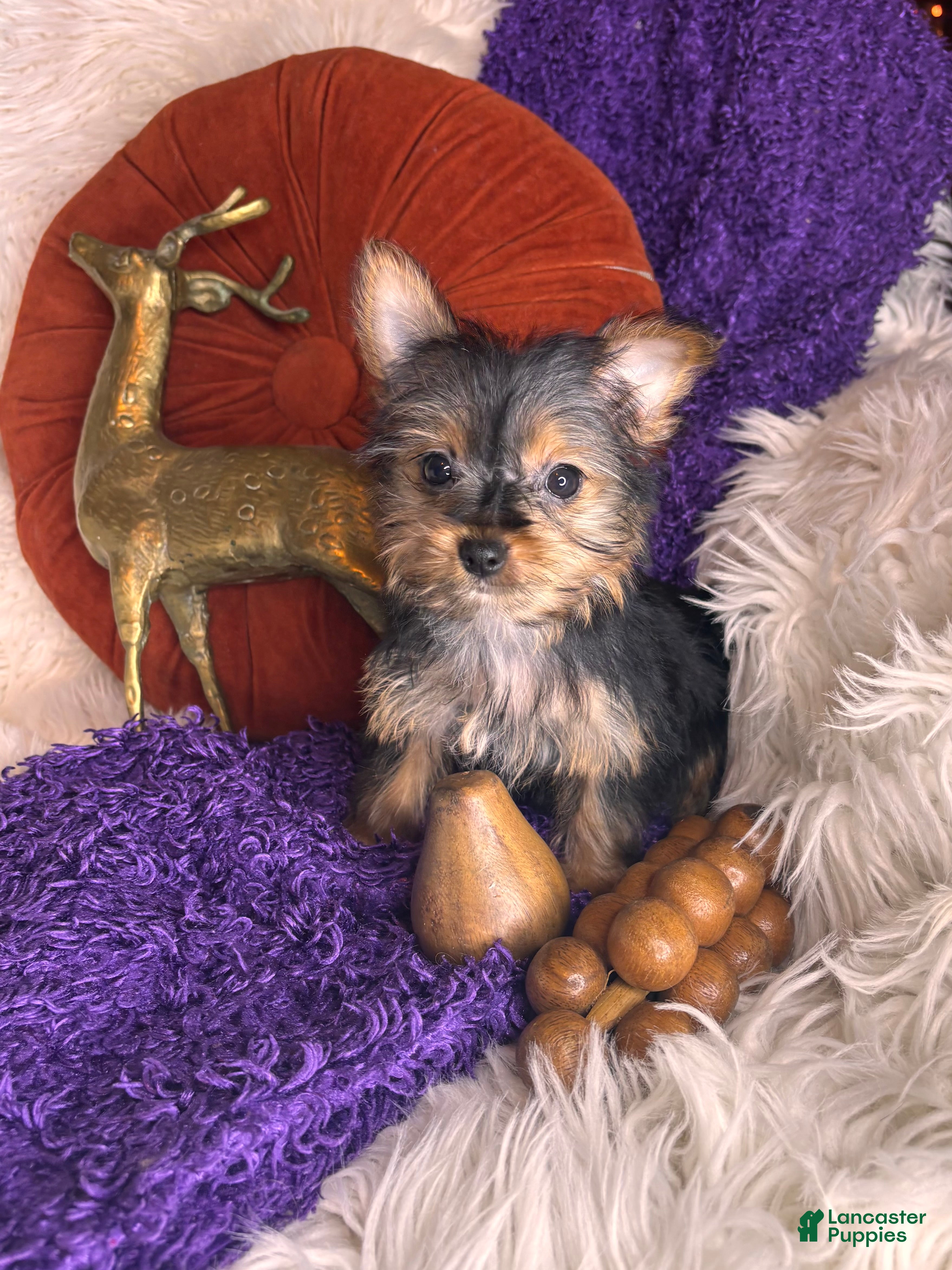 Yorkshire Terrier dogs for sale: Cherry - Ad 4