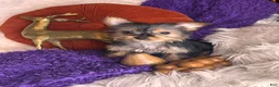 Yorkshire Terrier dogs for sale: Cherry - Ad 1