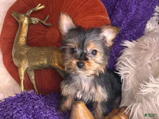 Yorkshire Terrier dogs Cherry - Ad 37
