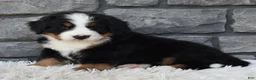 Bernese Mountain Dog dogs for sale: Bentley  - Ad 3