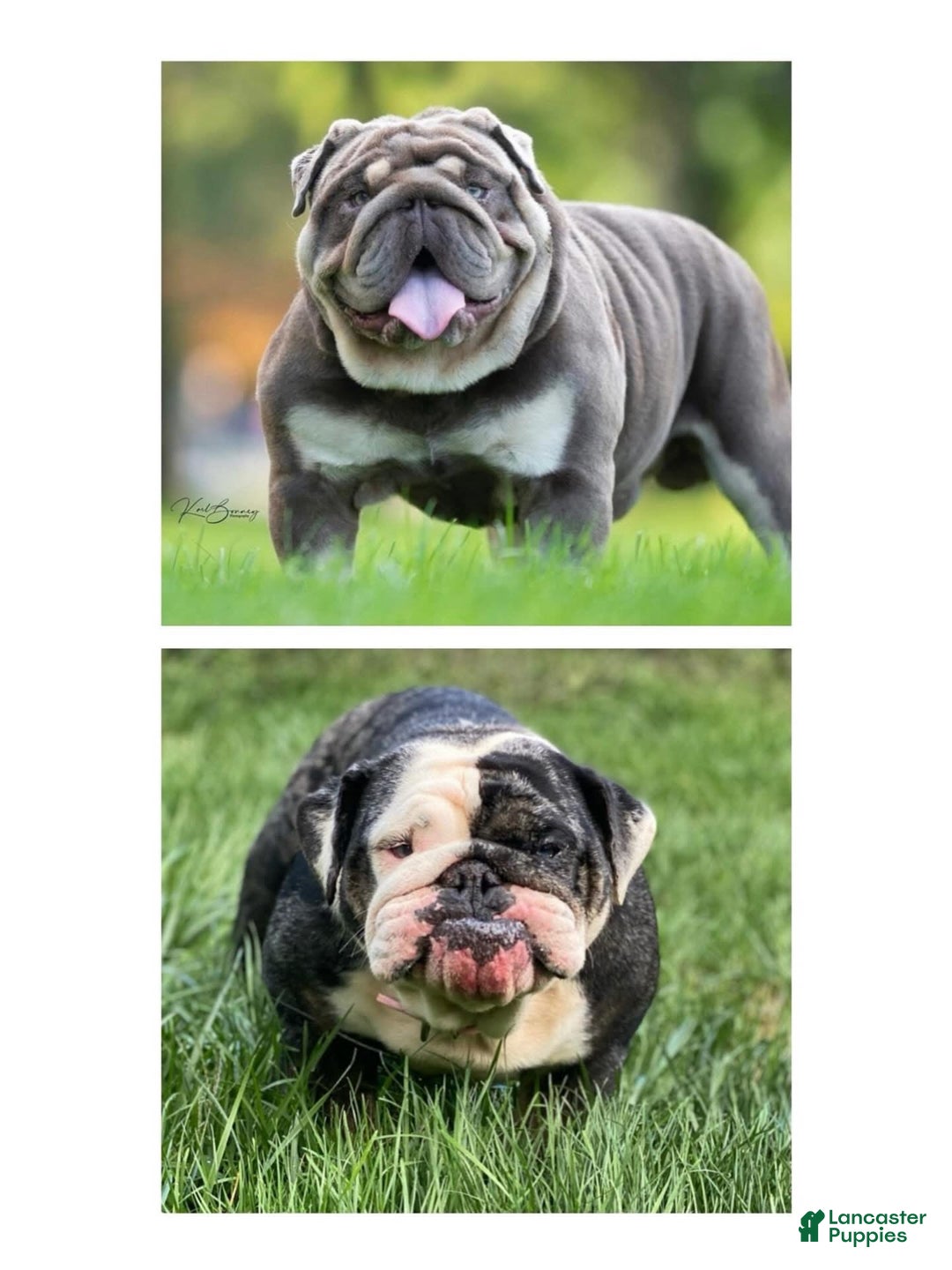 English Bulldog dogs for sale: Mad Mia - Ad 4