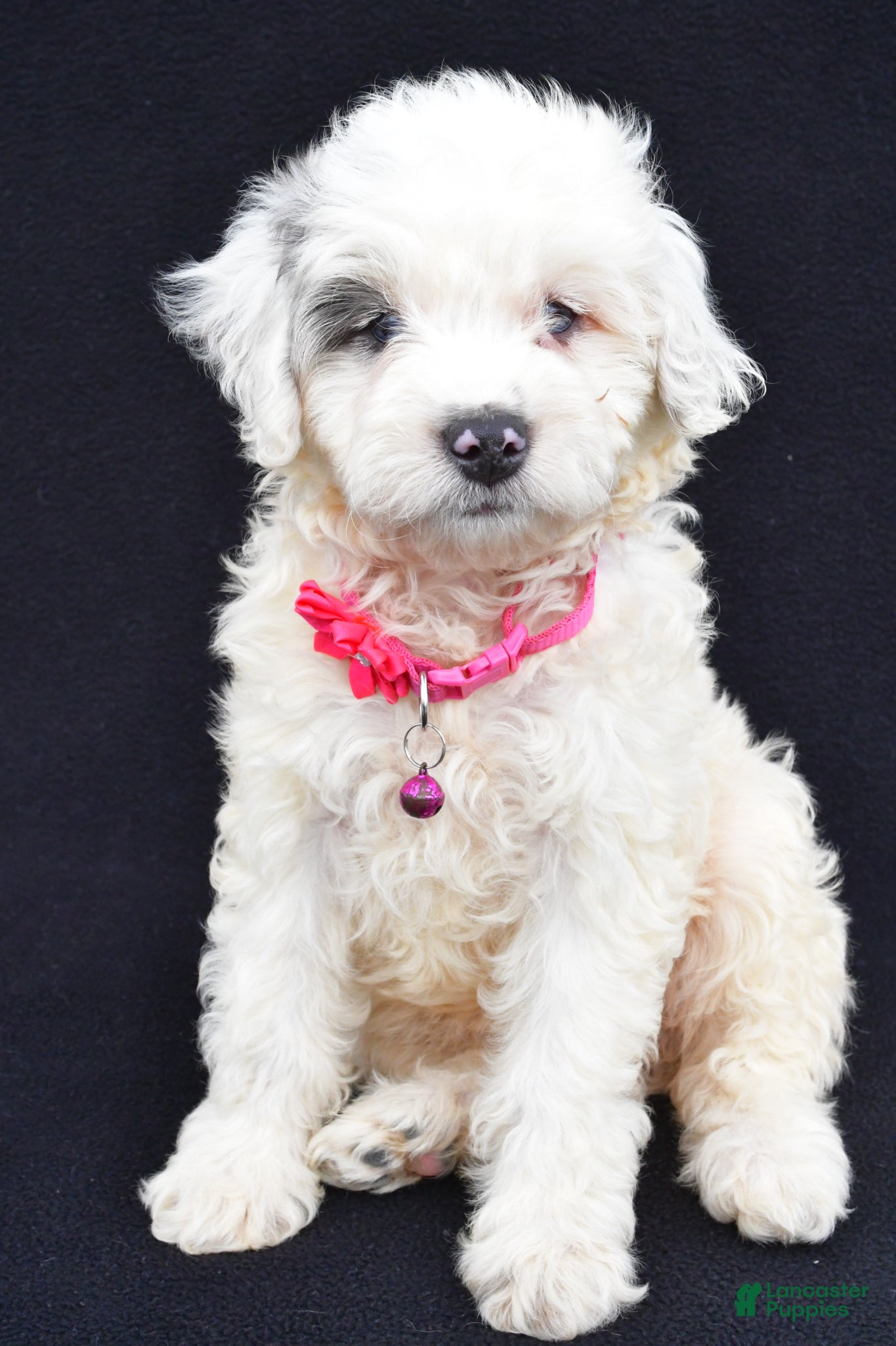Mini Aussiedoodle dogs for sale: Debbie - Ad 1