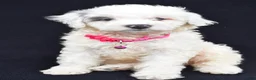 Mini Aussiedoodle dogs for sale: Debbie - Ad 1