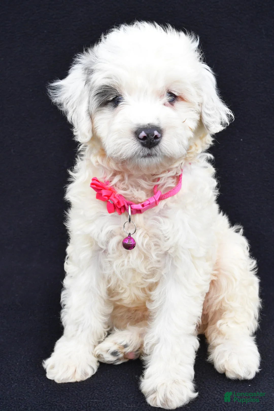 Mini Aussiedoodle dogs for sale: Debbie - Ad 1