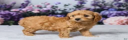 Cavapoo dogs for sale: Layla - Ad 5