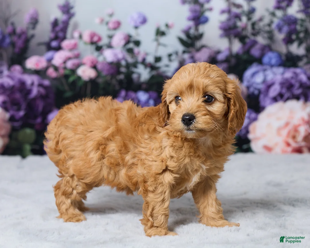 Cavapoo dogs for sale: Layla - Ad 5