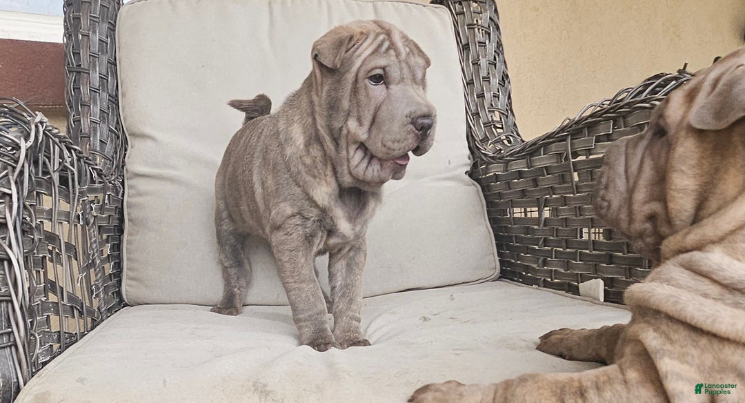 Blue Shar Pei Puppies for sale Lancaster Puppies