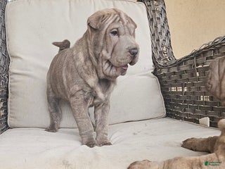 Shar Pei dogs - Ad 1